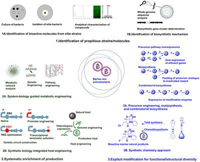 Marine Rare Actinobacteria: Isolation, Characterization, and Strategies for Harnessing Bioactive Compounds